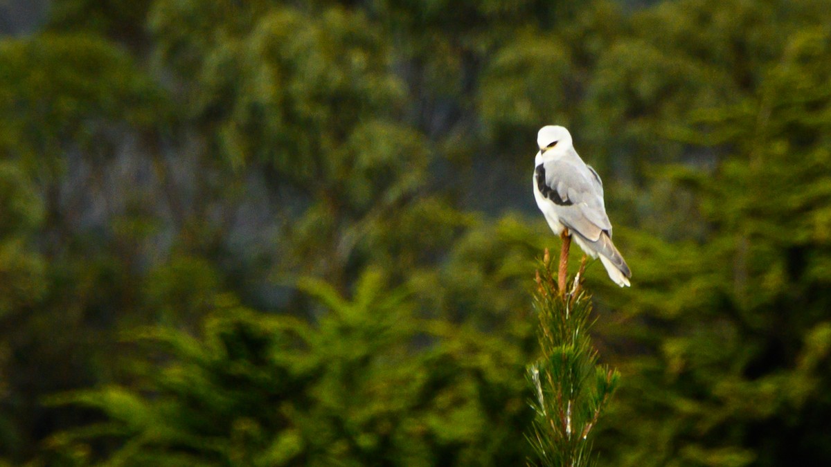 White-tailed Kite - ML194993311