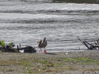 Greater White-fronted Goose, ML194994311