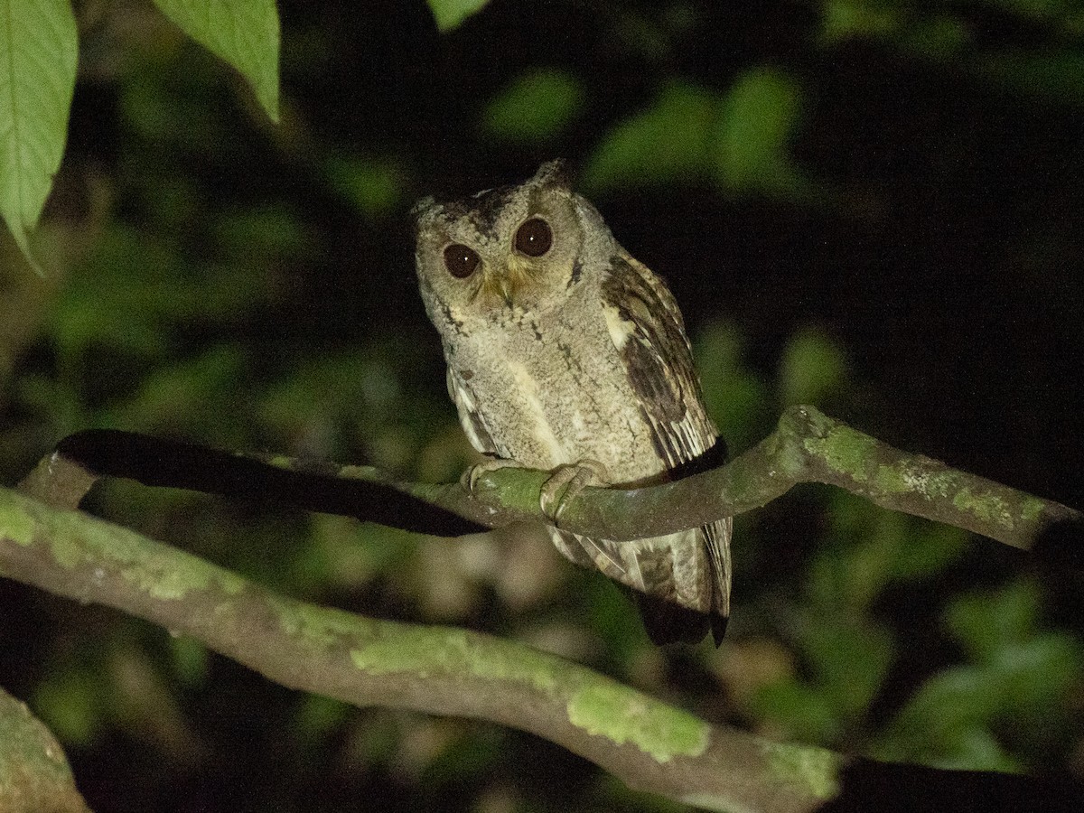 Collared Scops-Owl - Will Knowlton