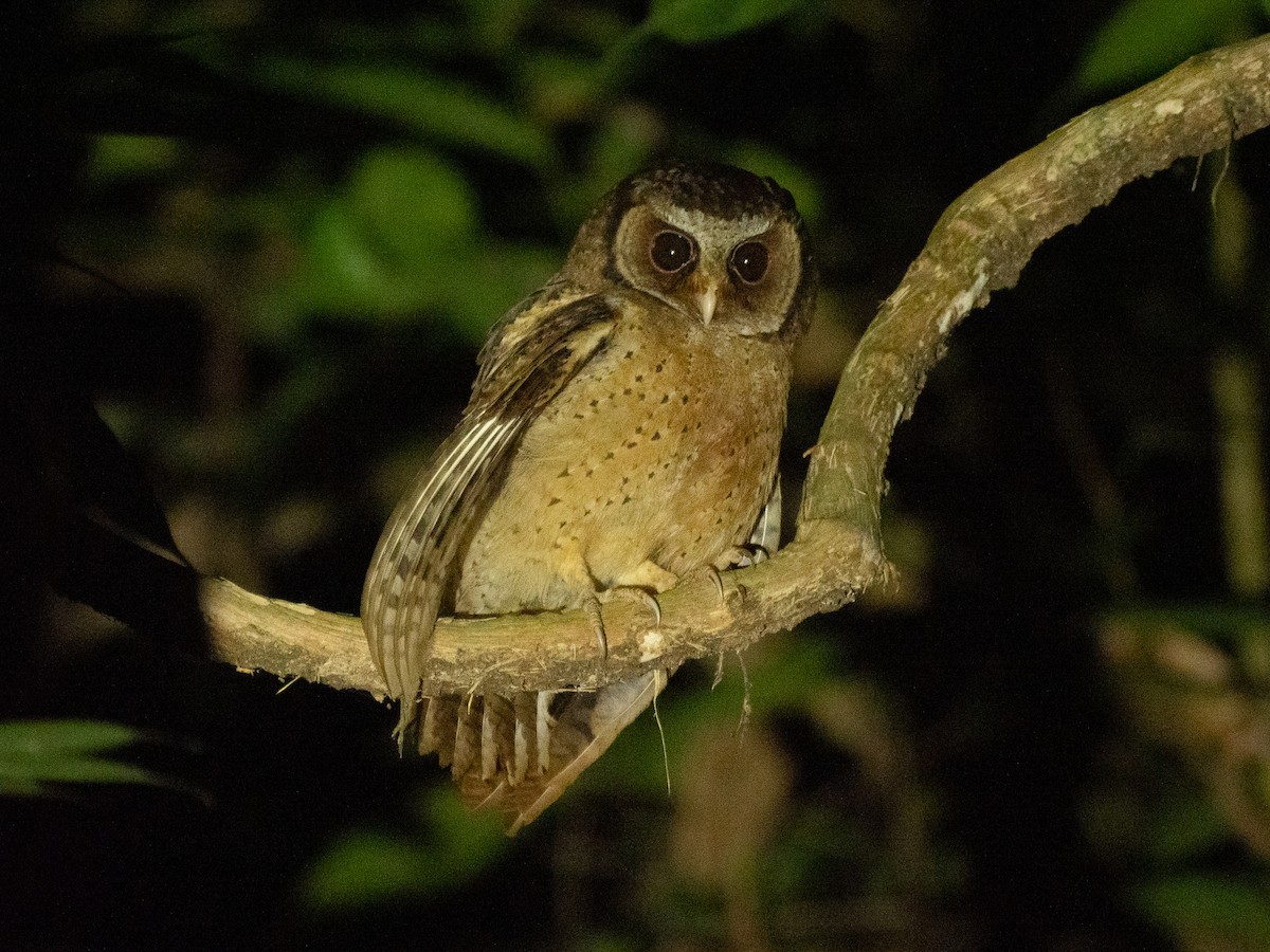 White-fronted Scops-Owl - ML194995851