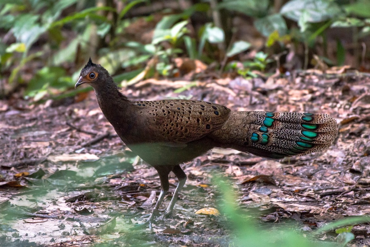 Malayan Peacock-Pheasant - ML194996661