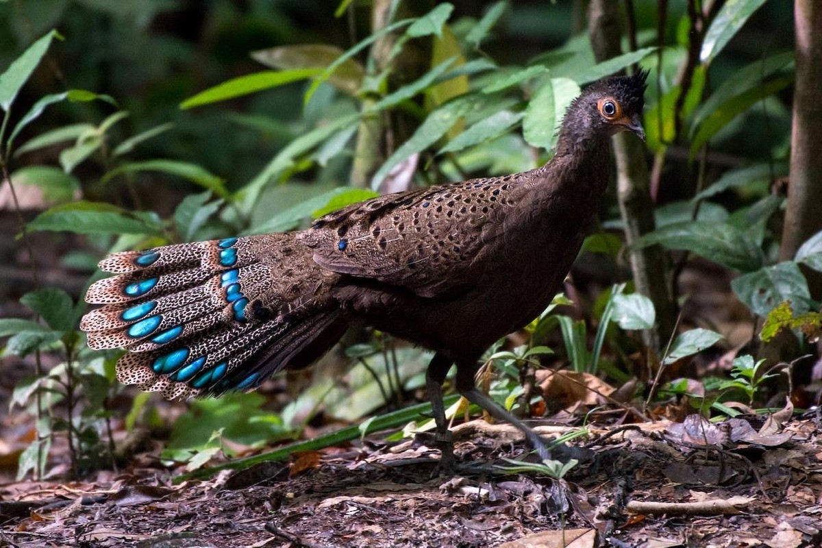 Malayan Peacock-Pheasant - ML194996671