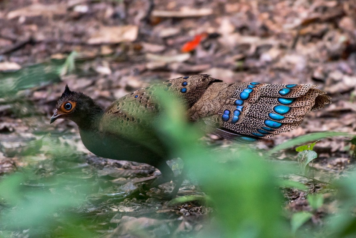 Malayan Peacock-Pheasant - ML194996681