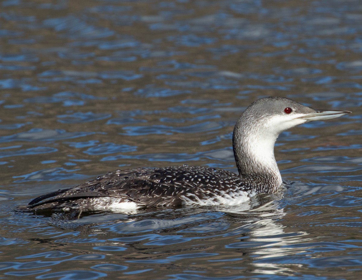 Red-throated Loon - Chris Tosdevin