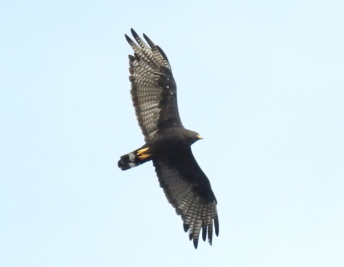 Zone-tailed Hawk - Bernard Tremblay