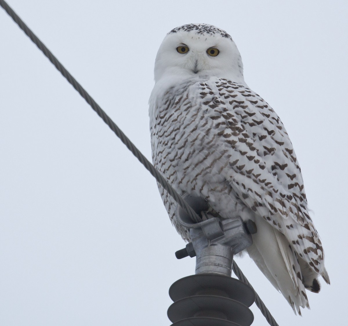 Snowy Owl - ML195002621