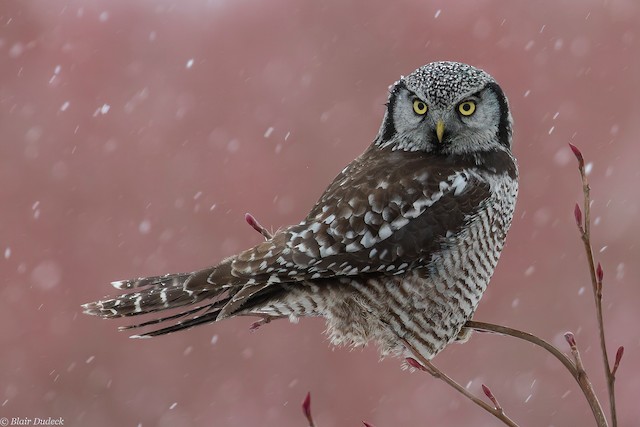 オナガフクロウ Ebird