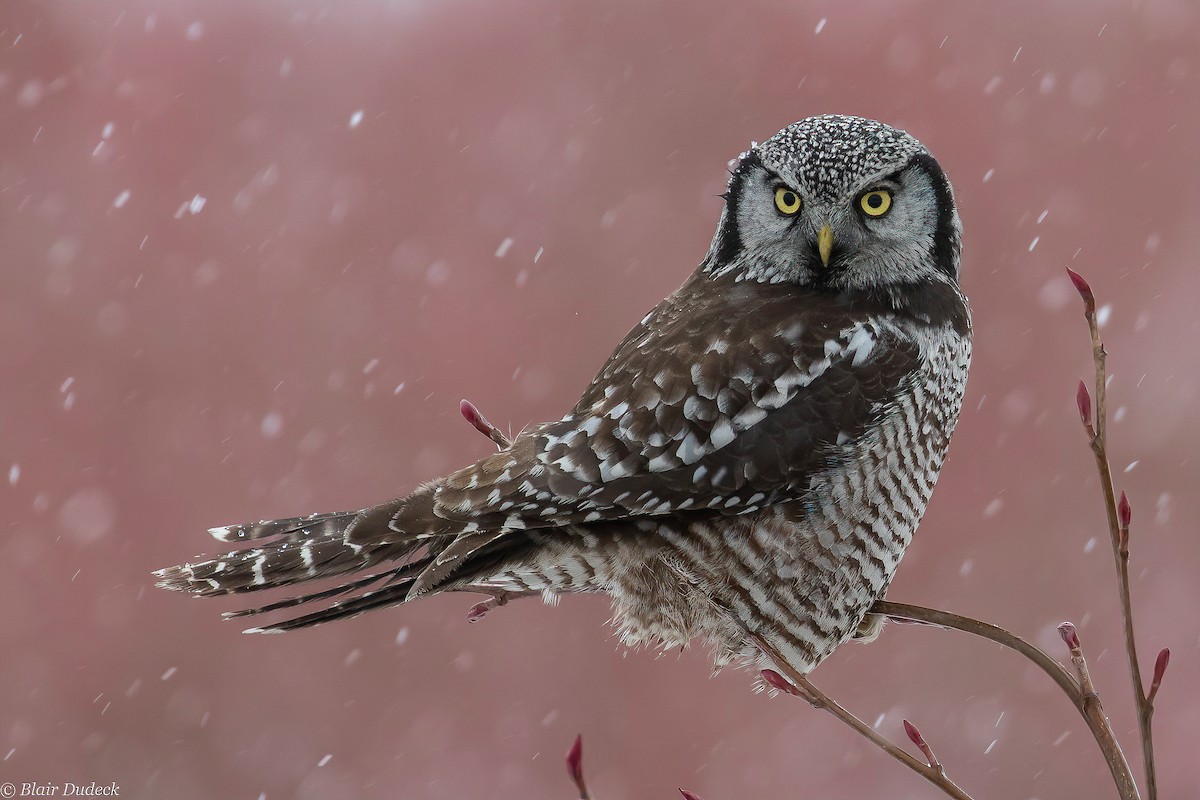 Northern Hawk Owl - Blair Dudeck