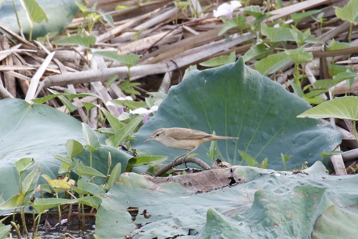 ML195004811 - Oriental Reed Warbler - Macaulay Library