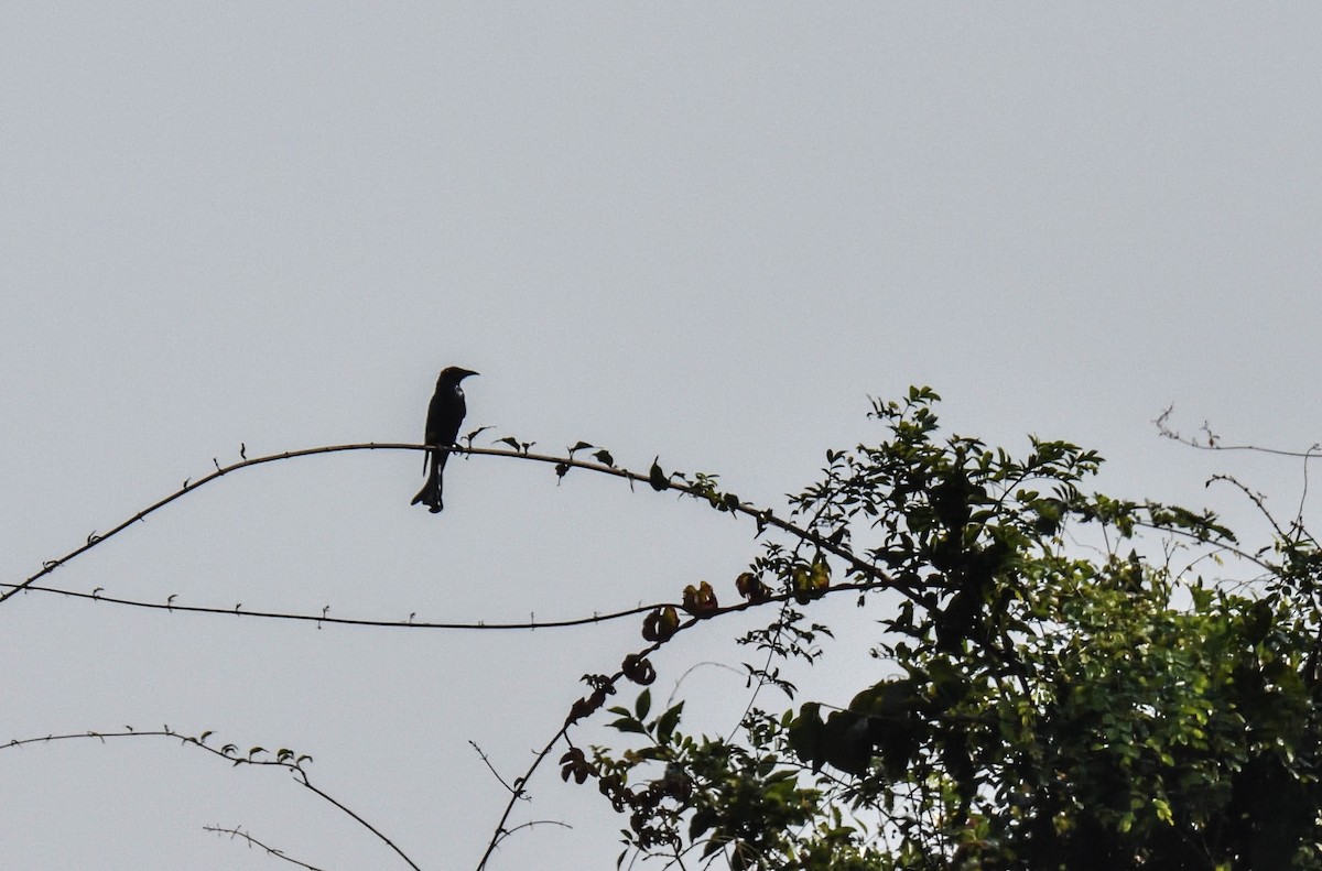 Hair-crested Drongo - ML195007511