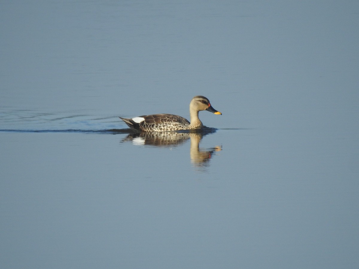 Indian Spot-billed Duck - HARI MAVELIKARA