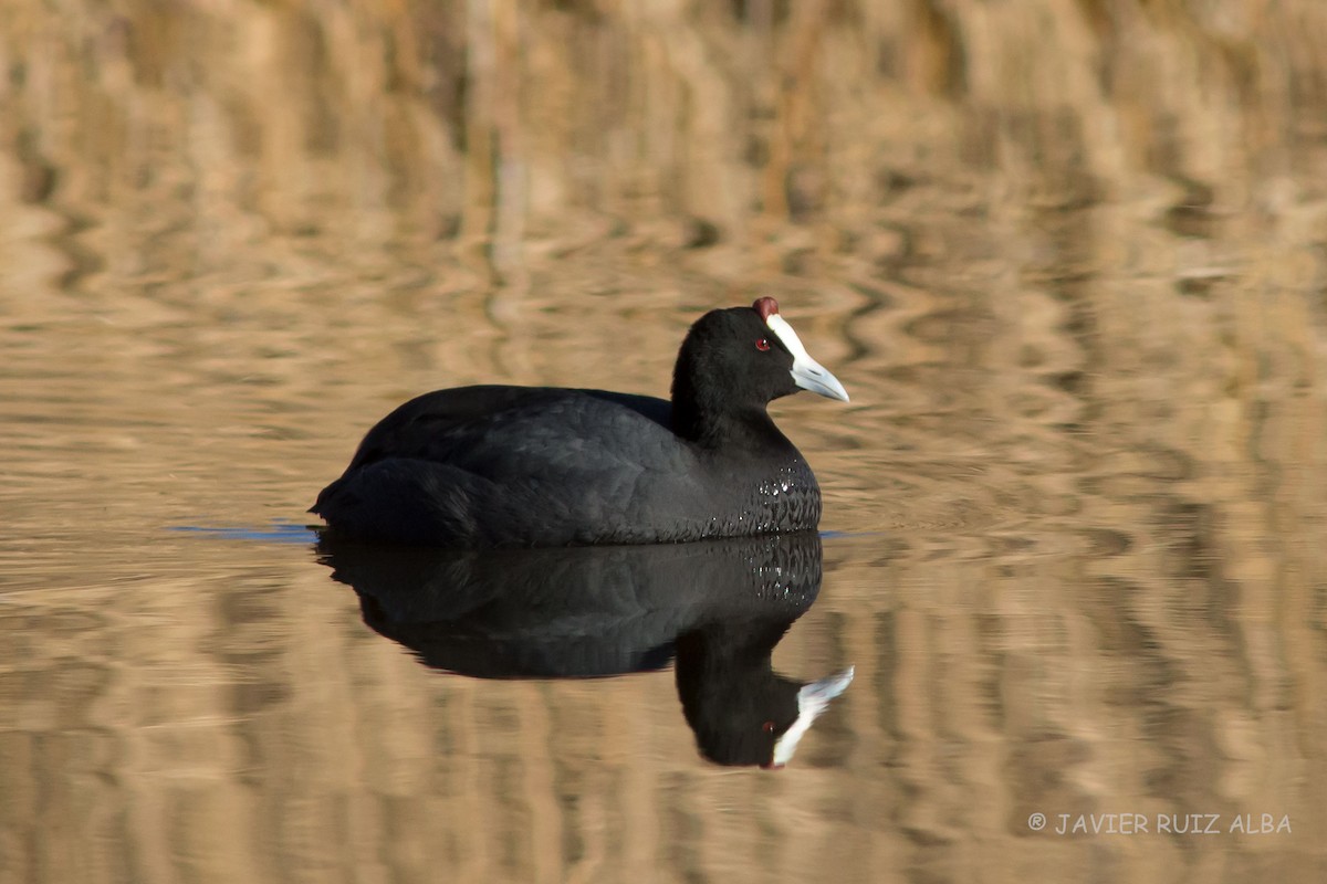 Red-knobbed Coot - ML195011091