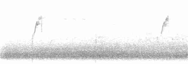 Pipit spioncelle - ML195014521