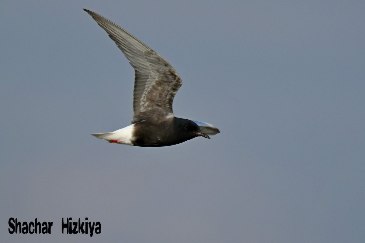 White-winged Tern - ML195017291