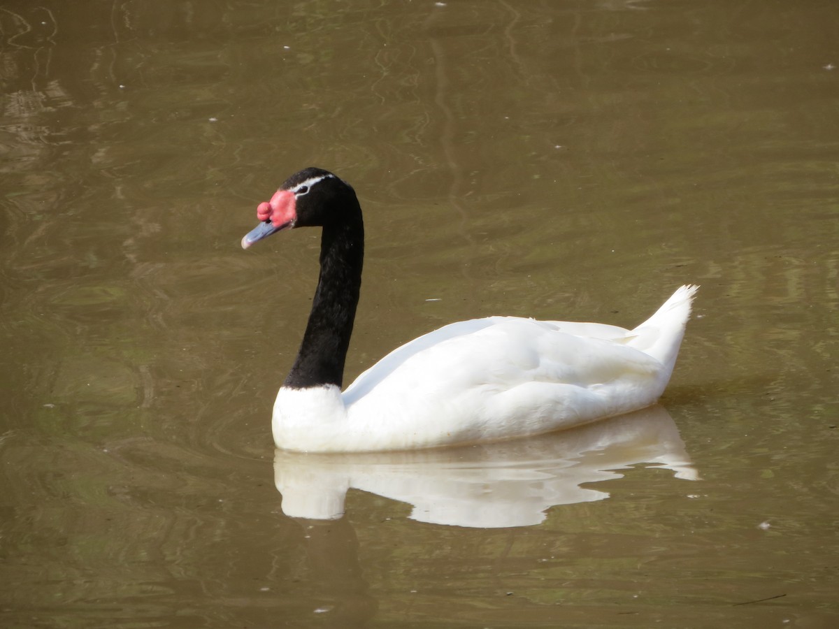 Black-necked Swan - ML195018381