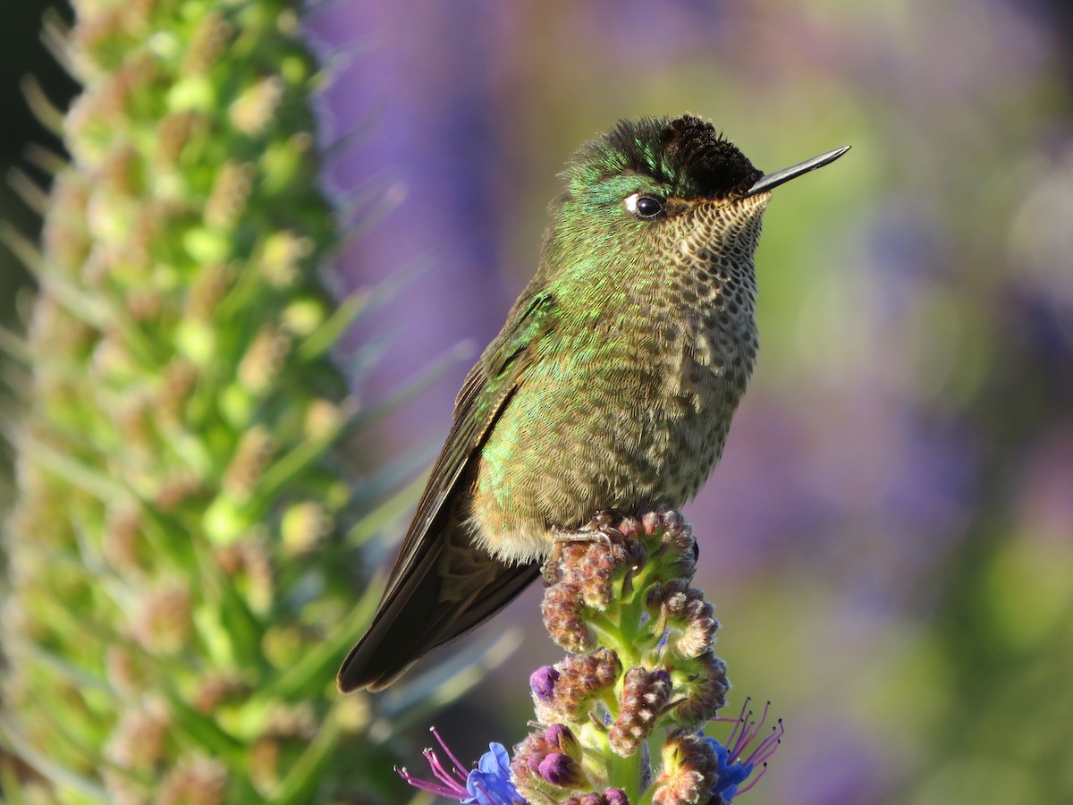 Green-backed Firecrown - ML195018811