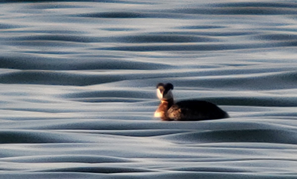 Red-necked Grebe - ML195021341