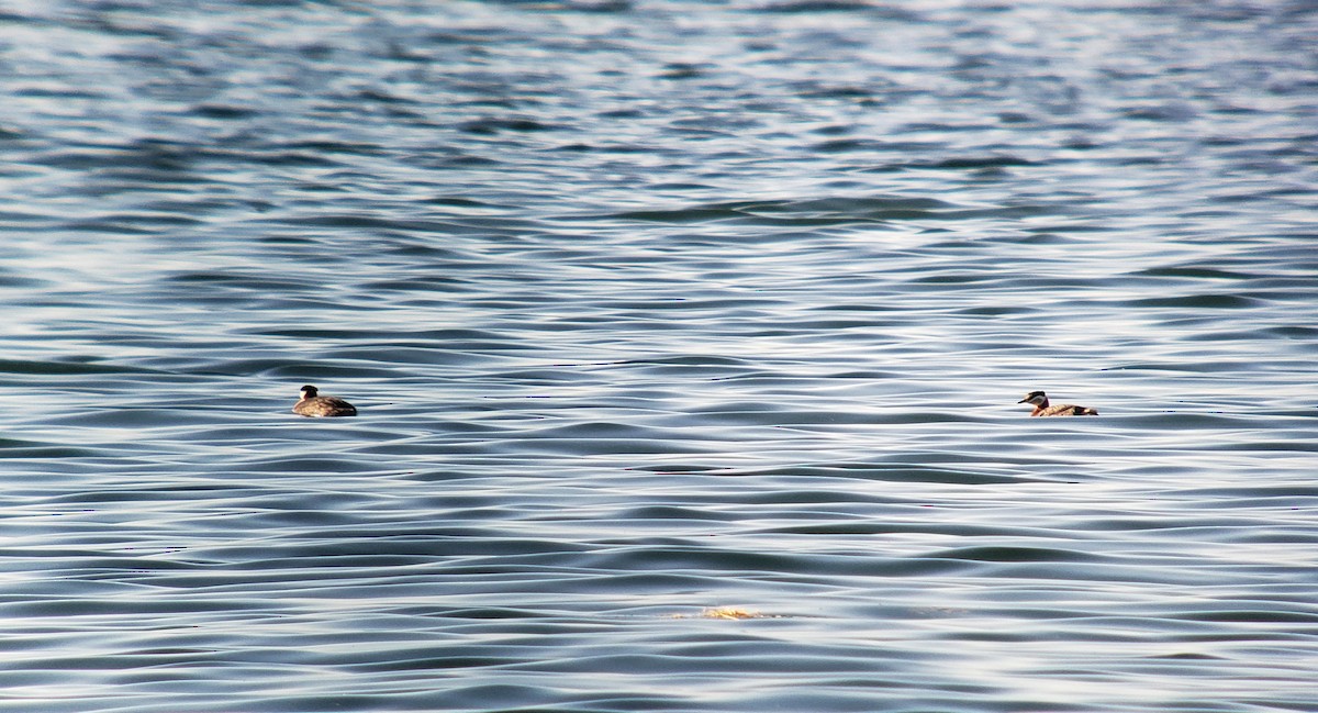 Red-necked Grebe - ML195021381