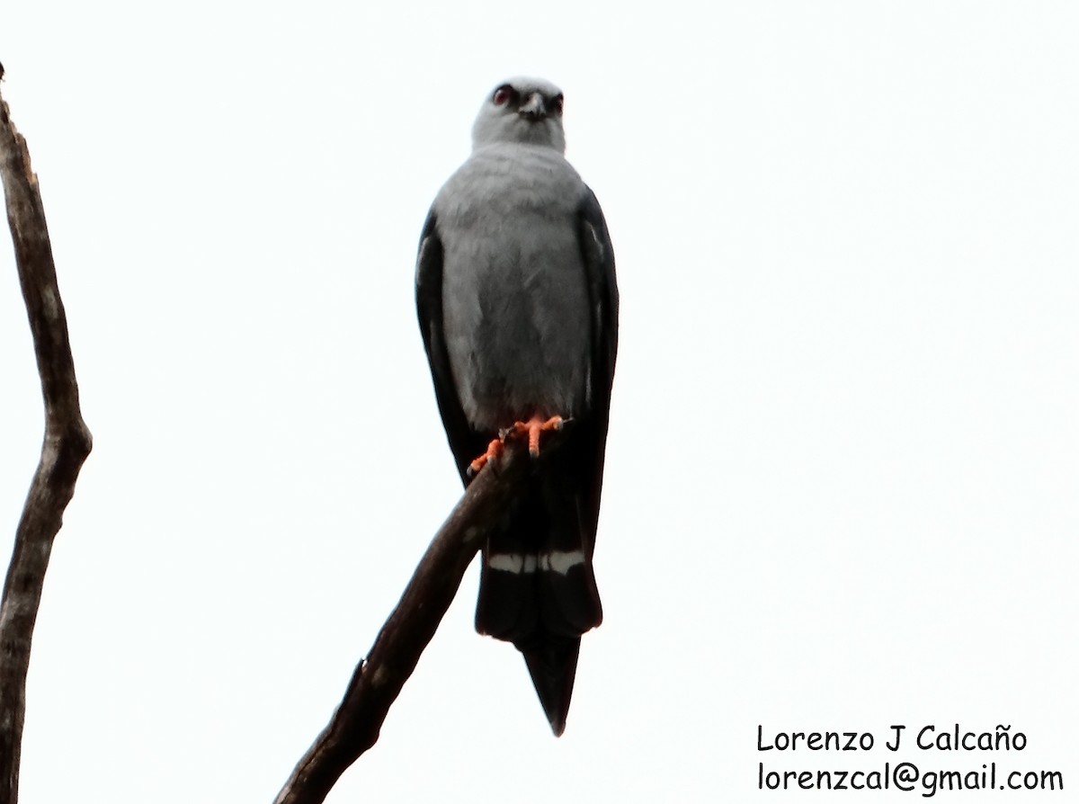 Plumbeous Kite - Lorenzo Calcaño