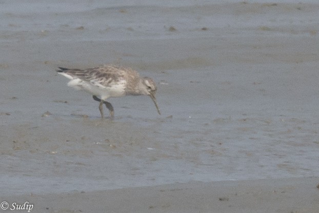 Great Knot - ML195030871
