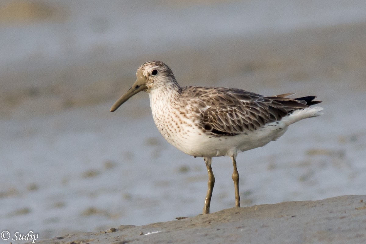 Great Knot - ML195030921
