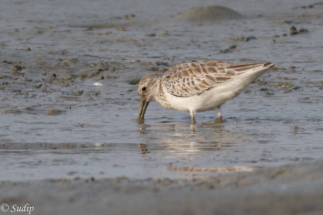 Great Knot - ML195030931