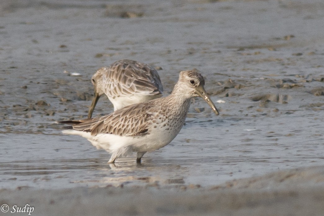 Great Knot - ML195030941