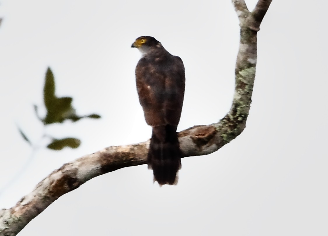 Gray-bellied Hawk - Lorenzo Calcaño