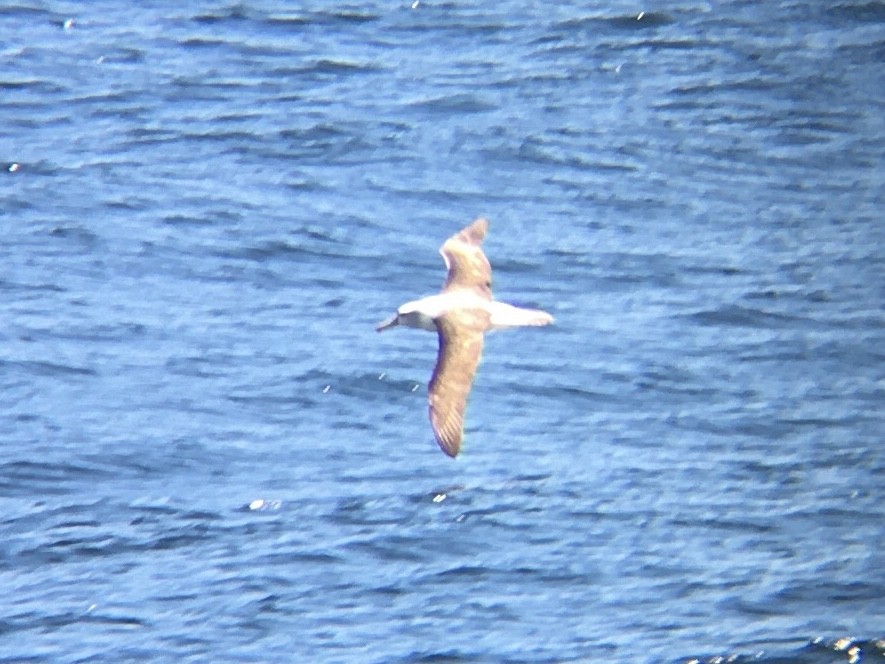 Albatros à cape blanche - ML195037301