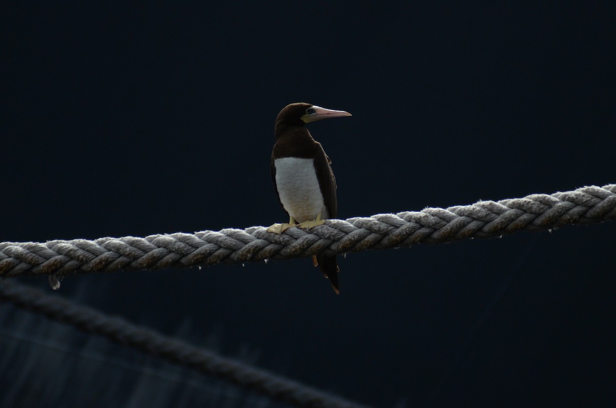 Brown Booby - ML195037911