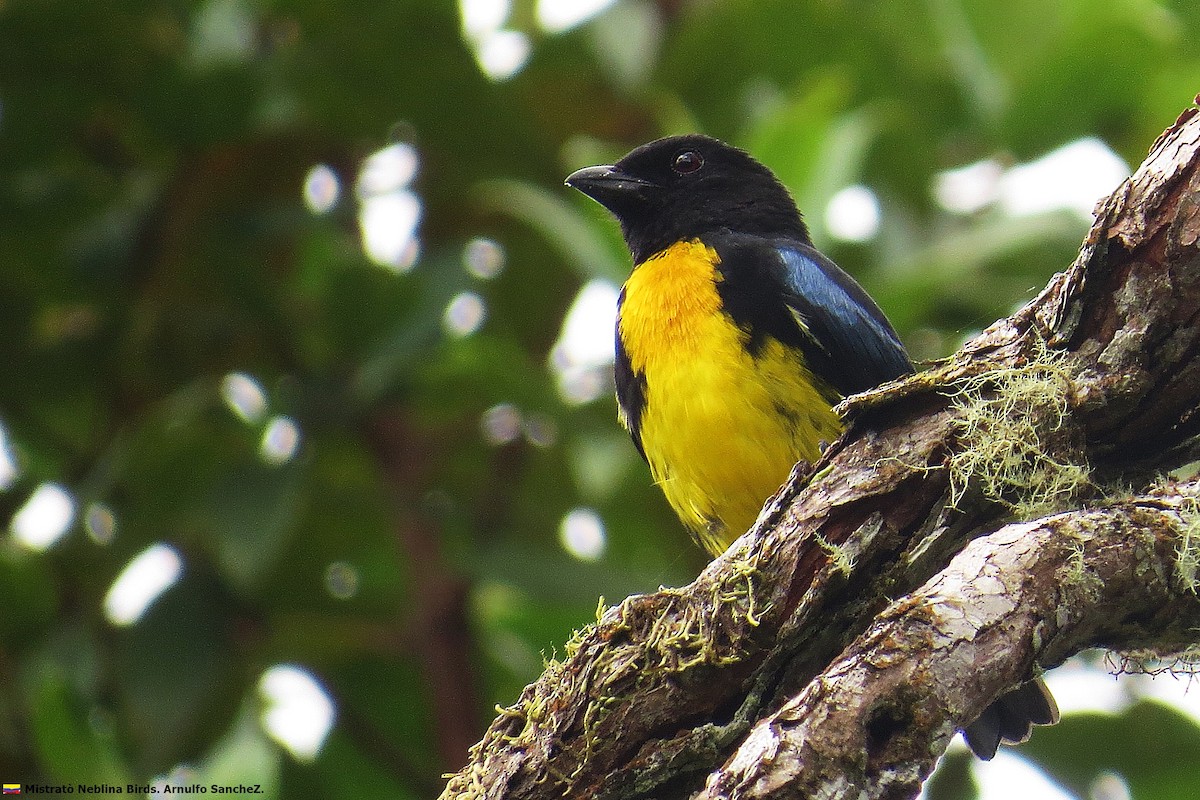 Black-and-gold Tanager - ML195040141
