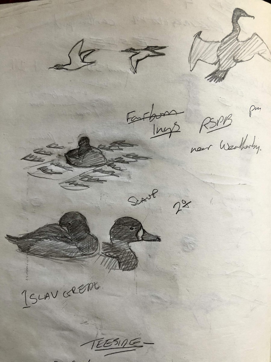 Greater Scaup - ML195041141