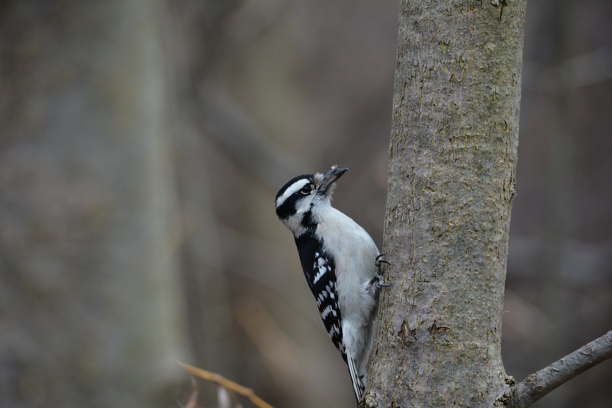 Downy Woodpecker (Eastern) - Adam Capparelli