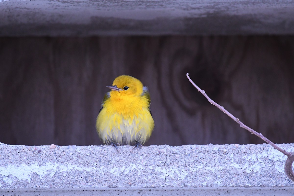 Prothonotary Warbler - ML195047841
