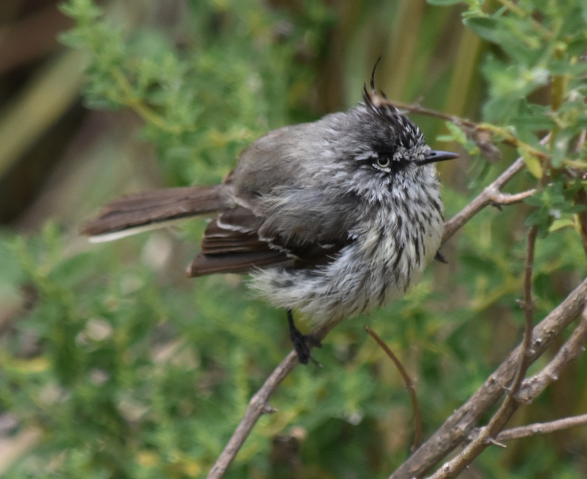 Tufted Tit-Tyrant - andres ebel