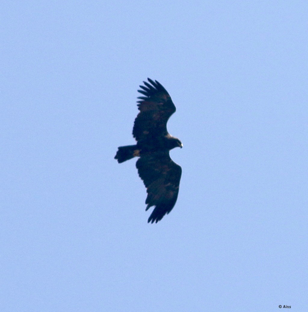 Black Eagle - ML195048331