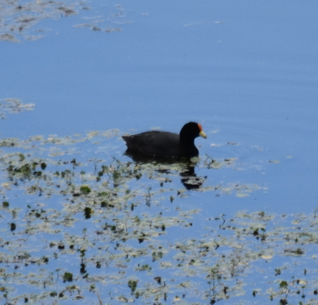 White-winged Coot - andres ebel