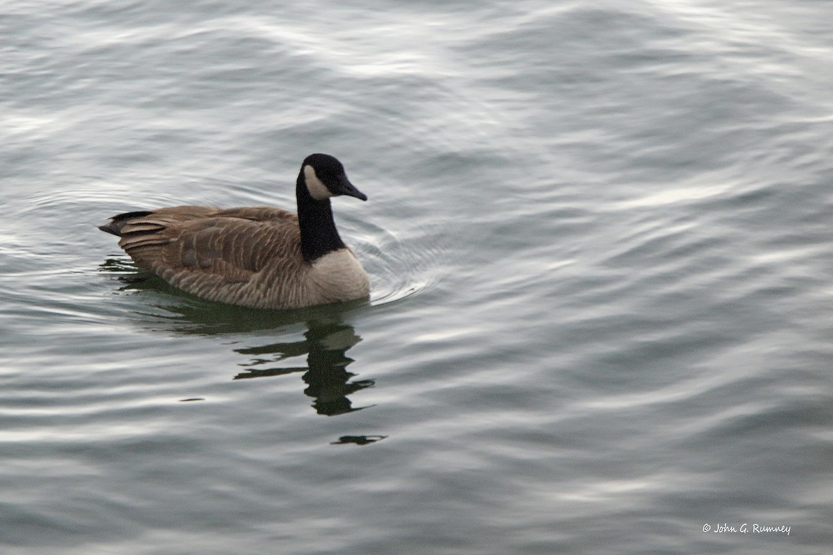 Canada Goose - John Rumney