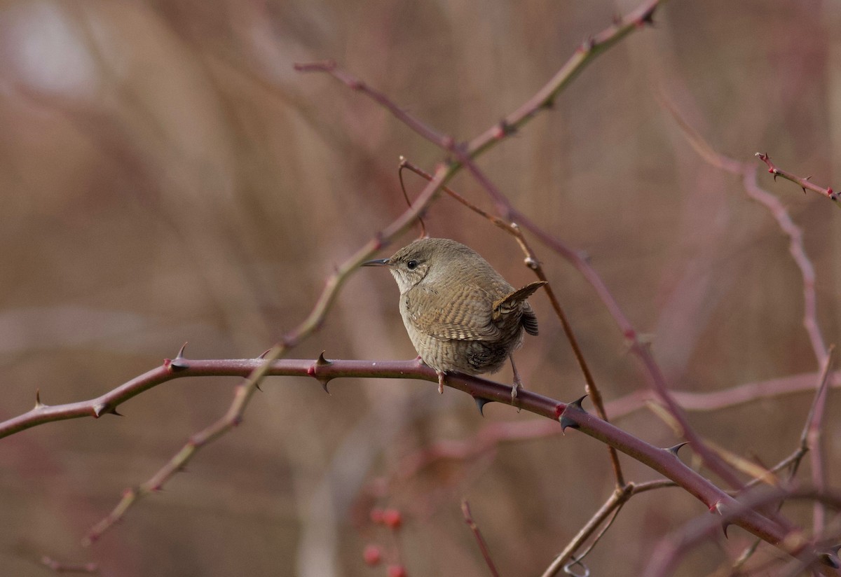 House Wren (Northern) - Nathan Dubrow