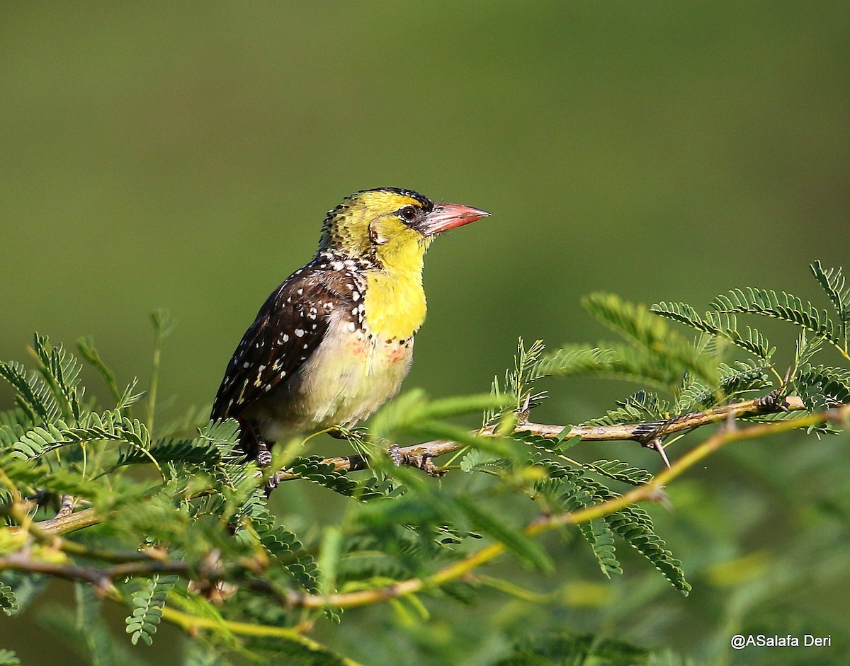 Yellow-breasted Barbet - ML195054171