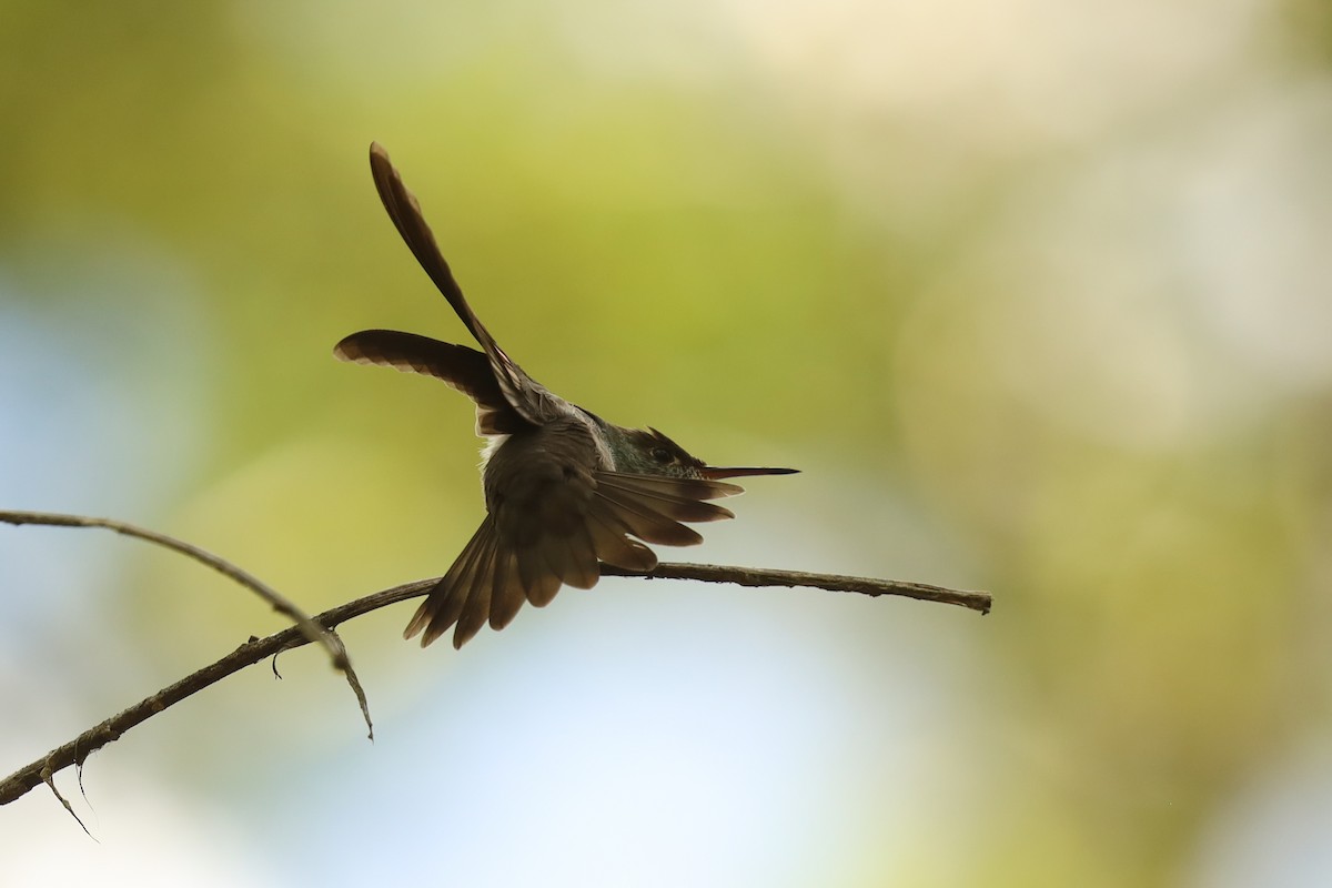 Azure-crowned Hummingbird - Knut Hansen