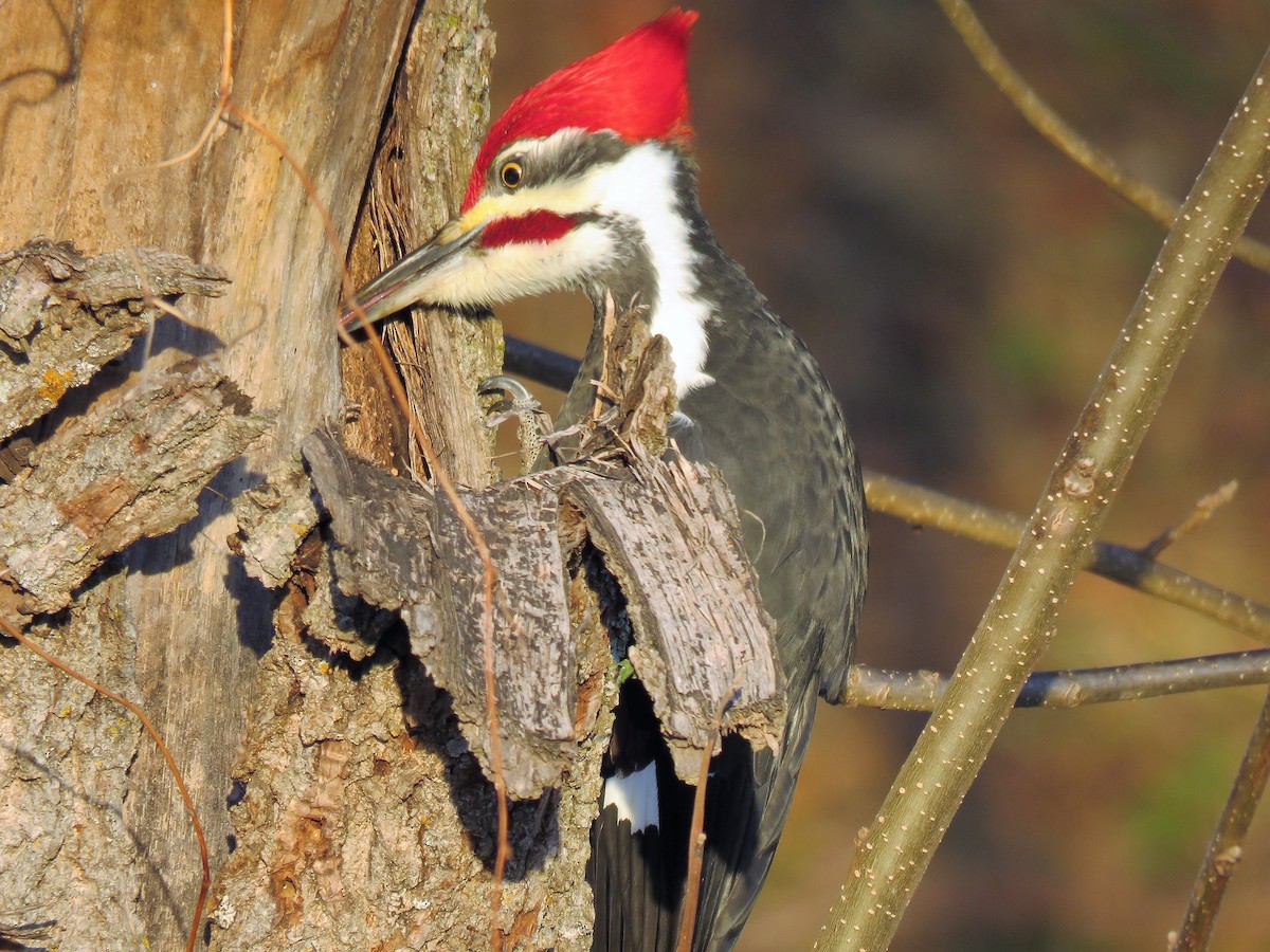 Pileated Woodpecker - David Blevins