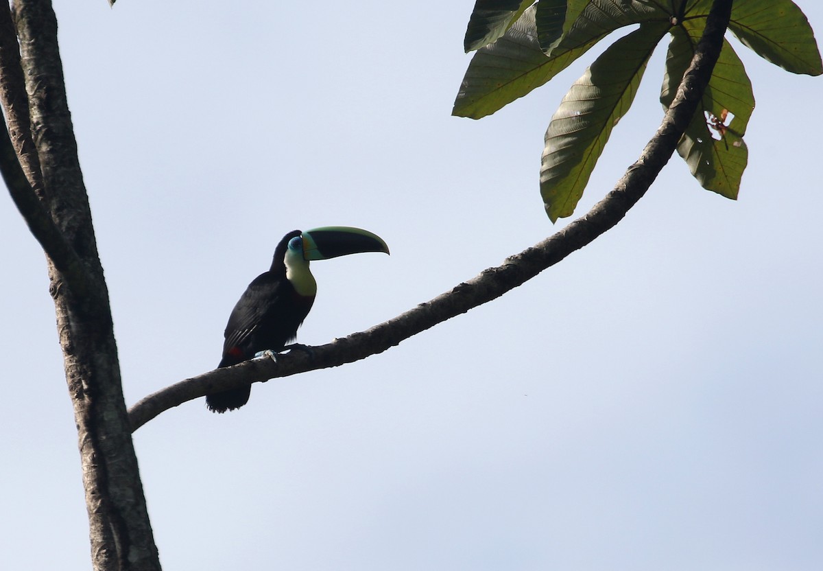 Channel-billed Toucan (Citron-throated) - ML195060211