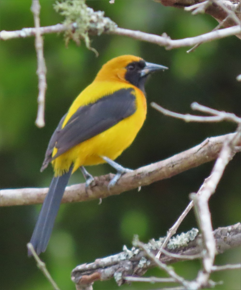 Yellow-backed Oriole - Alfonso Auerbach