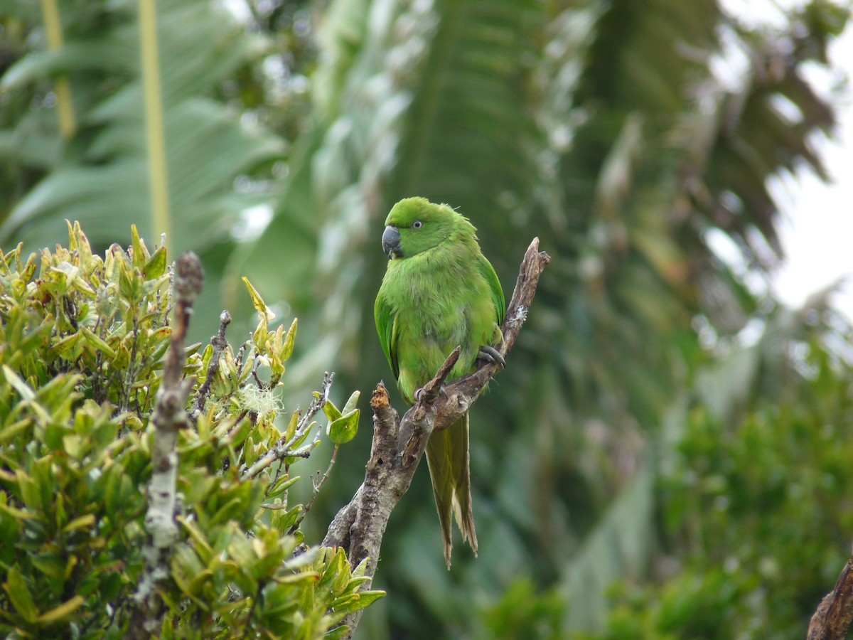 Morityus Yeşil Papağanı - ML195064321