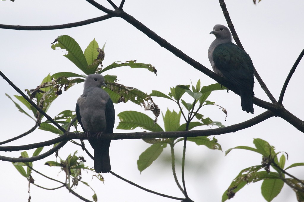 Green Imperial-Pigeon - Jacques Vanheuverswyn