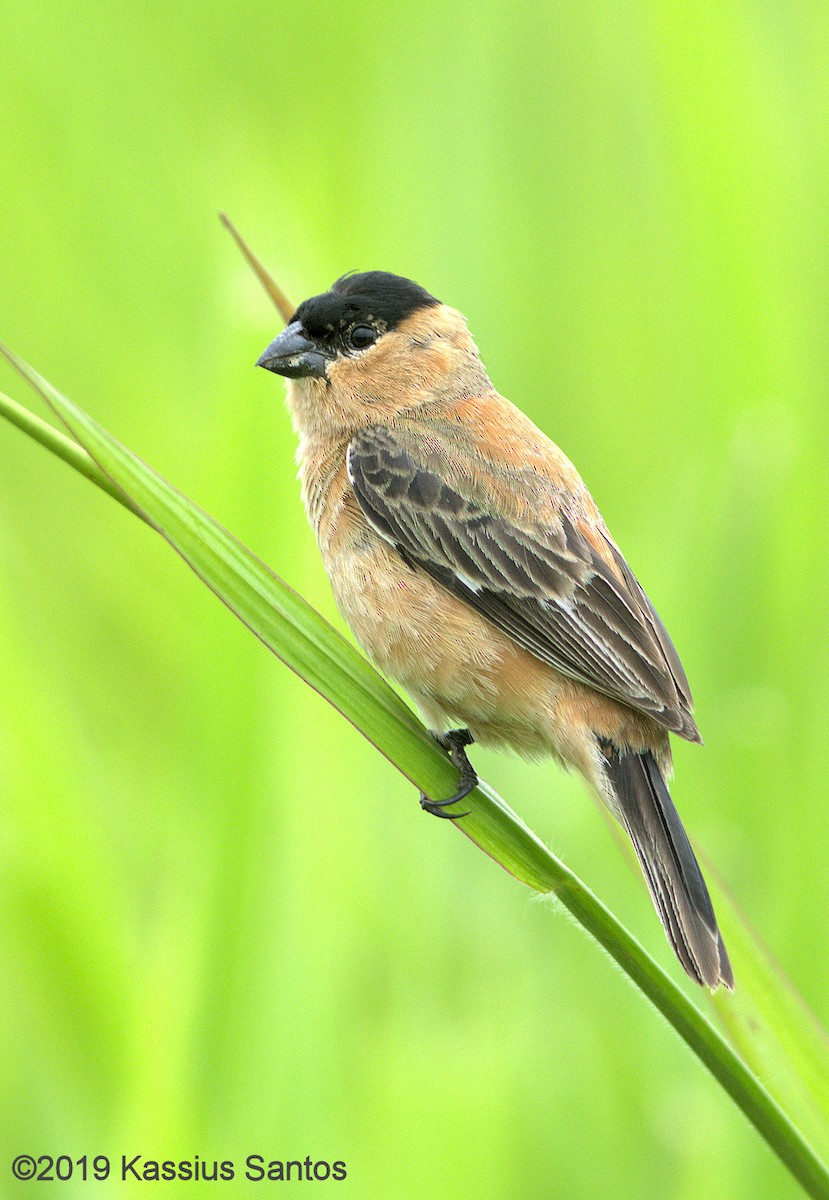 Copper Seedeater - ML195066561