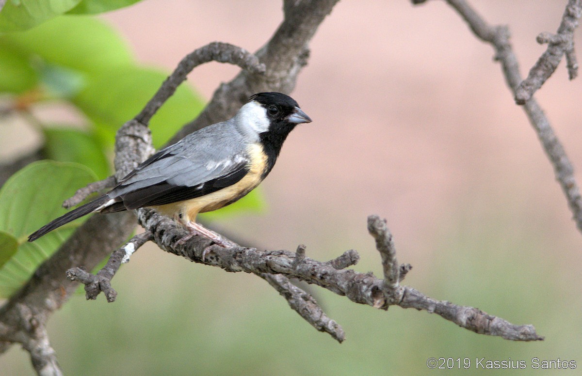 Coal-crested Finch - ML195066631