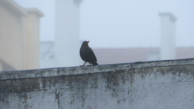 Eurasian Blackbird - ML195069281