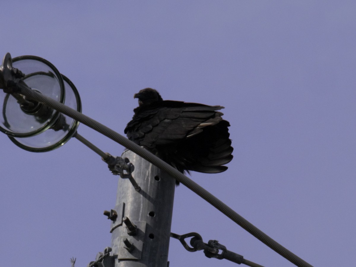 Black Vulture - Ted 🦃 Miller